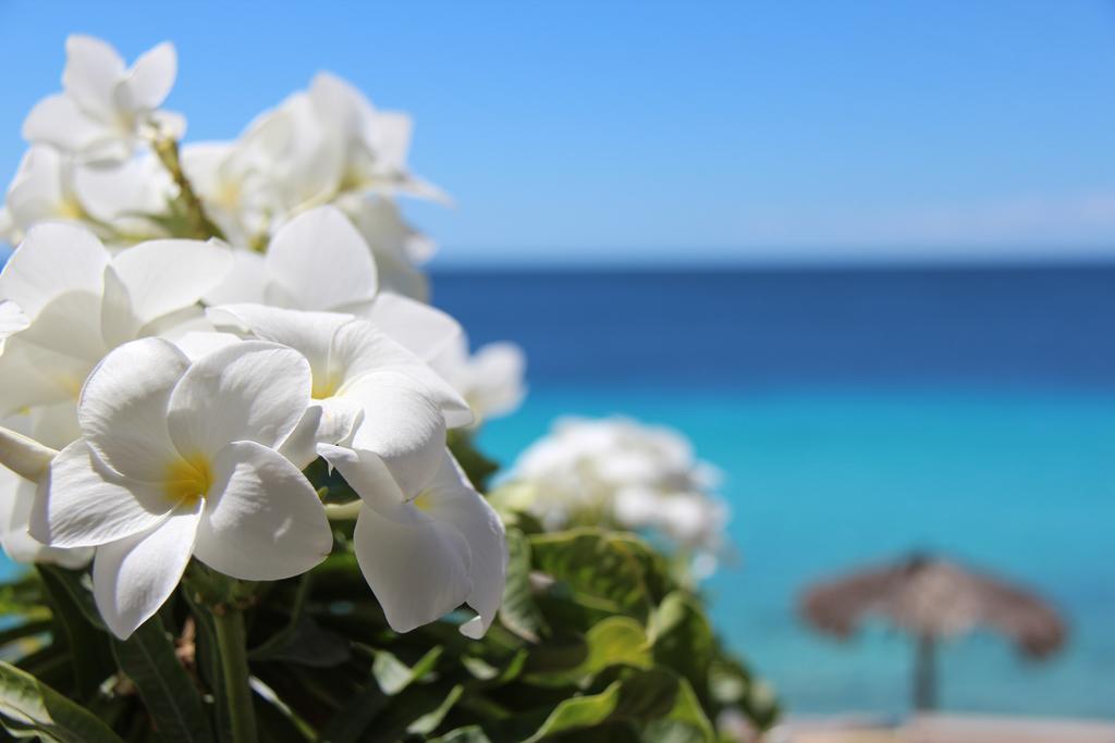 Bonaire Apartment Playa Dış mekan fotoğraf